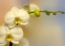 Vit orkidee